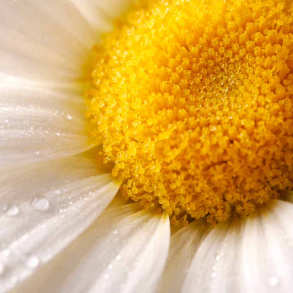 Camomile