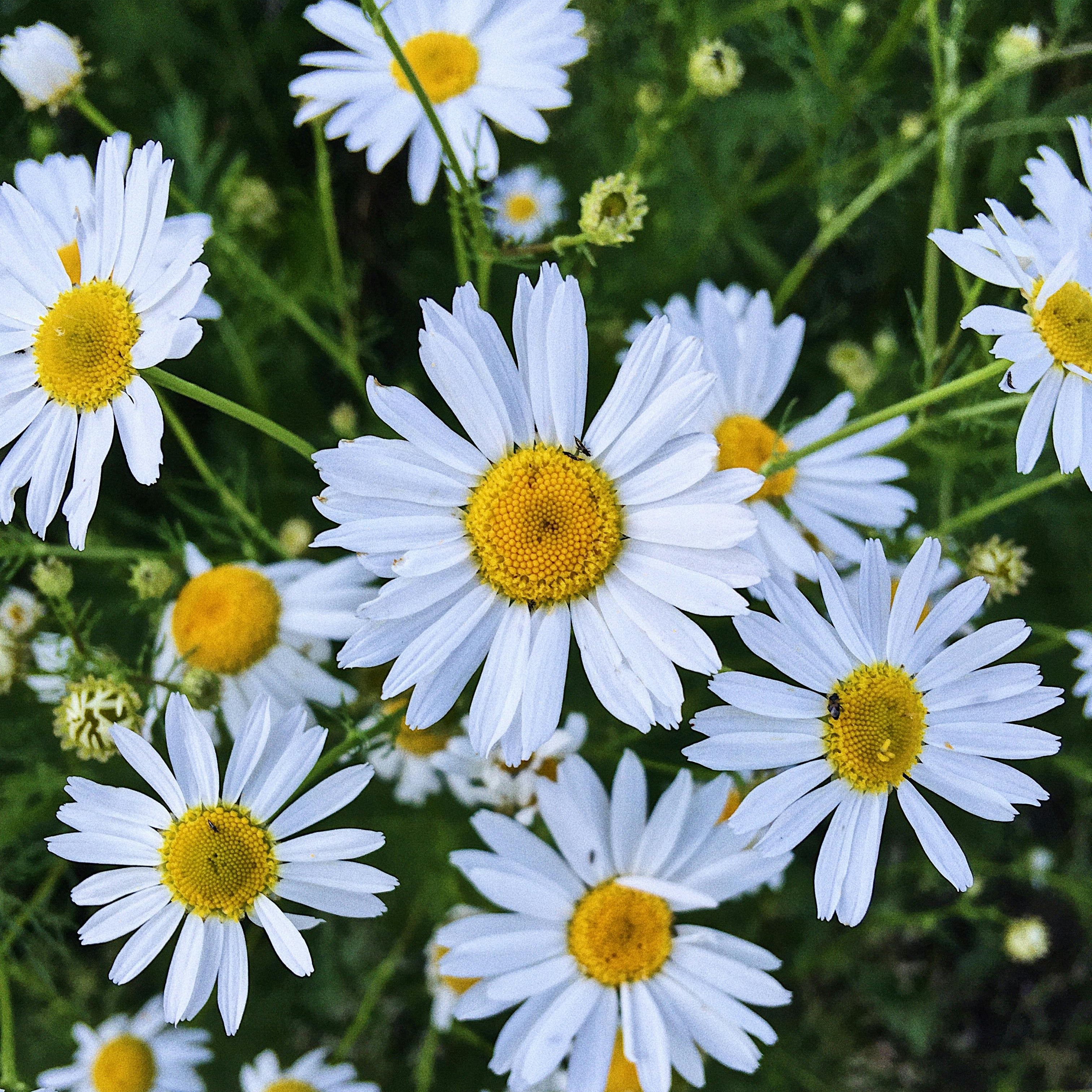 White camomiles with yellow centres in a field