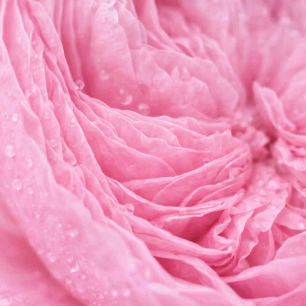 Close-up of damask rose with a soft texture