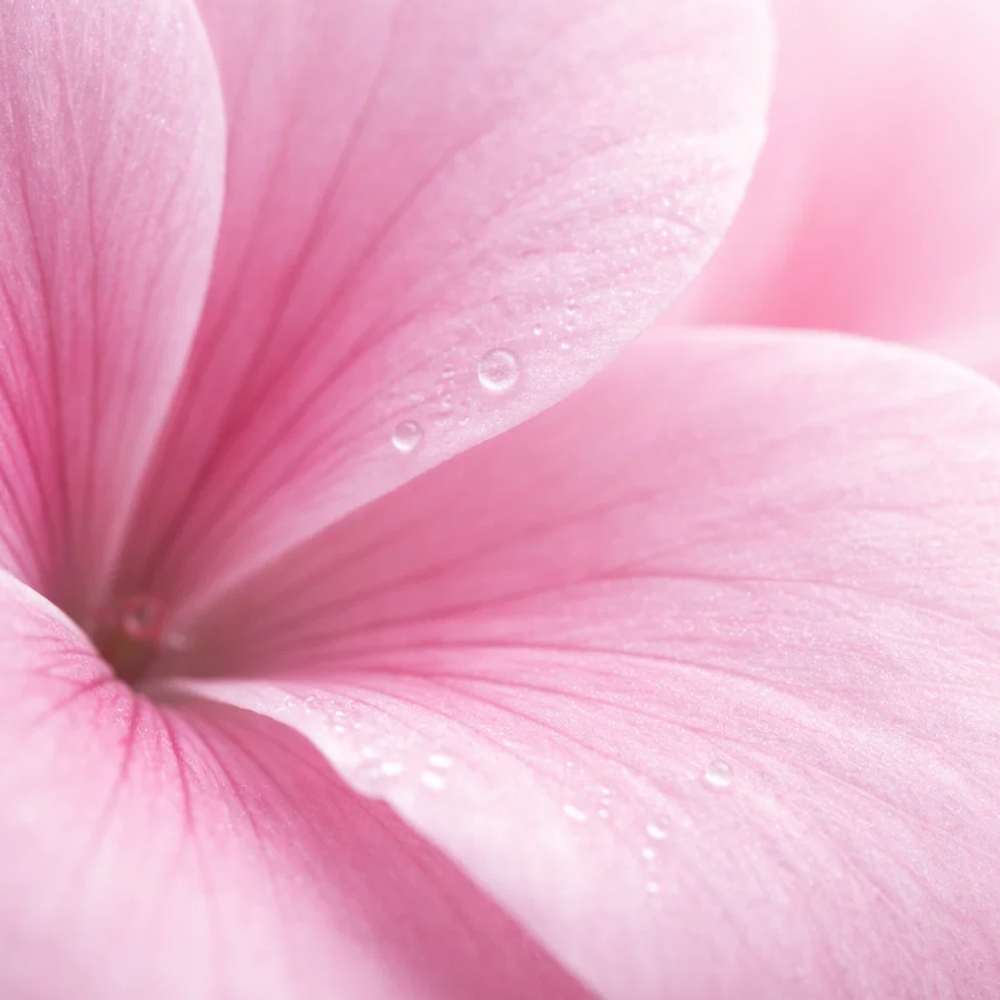 geranium