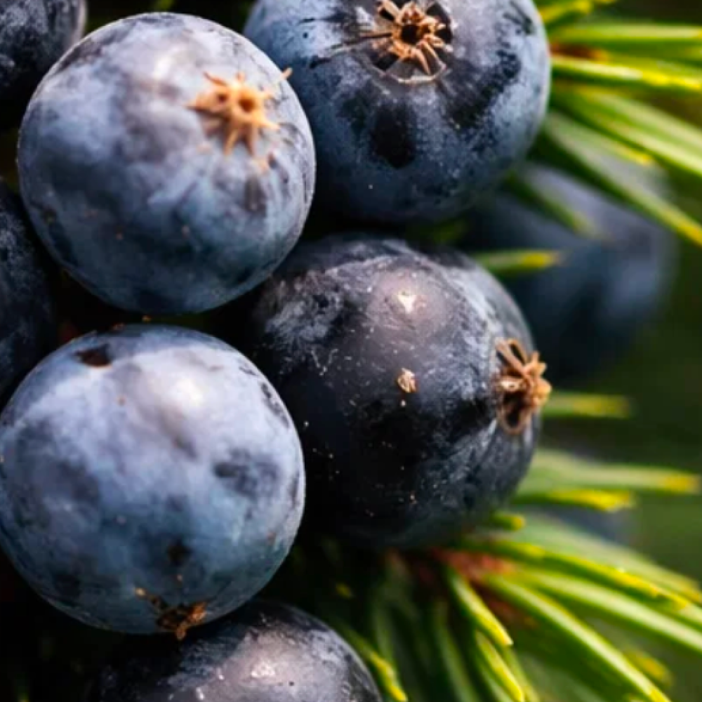 Juniper Berry