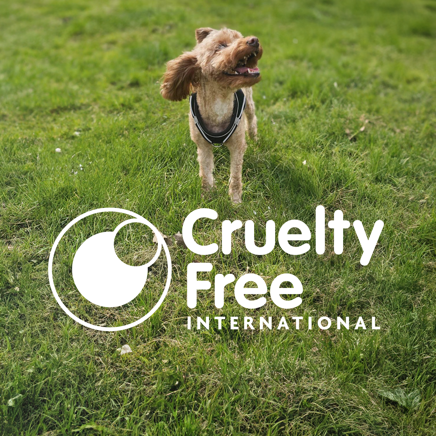 cockapoo standing on grass with Cruelty Free International logo overlay