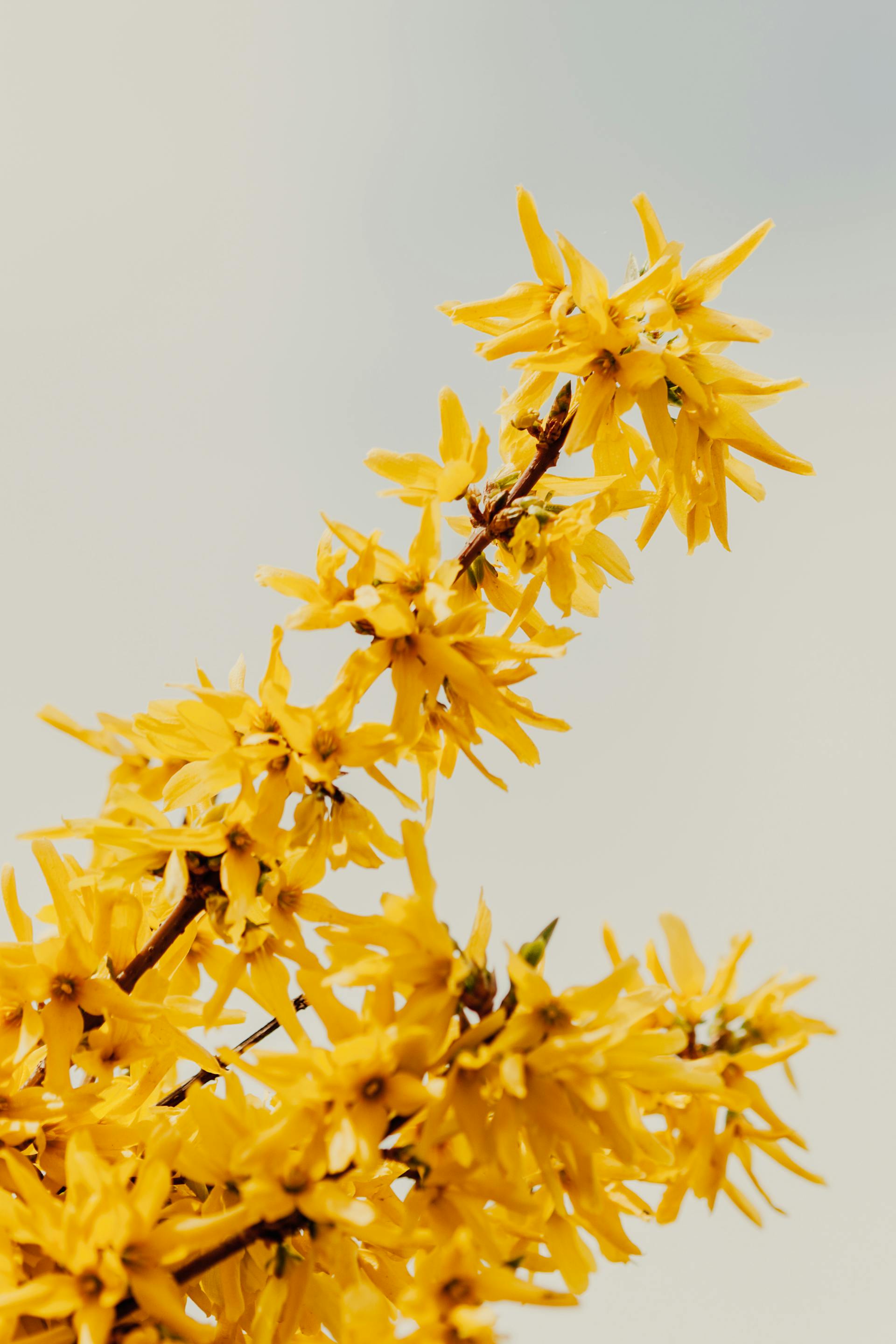 Close-up of yellow flowers against a light gray background
