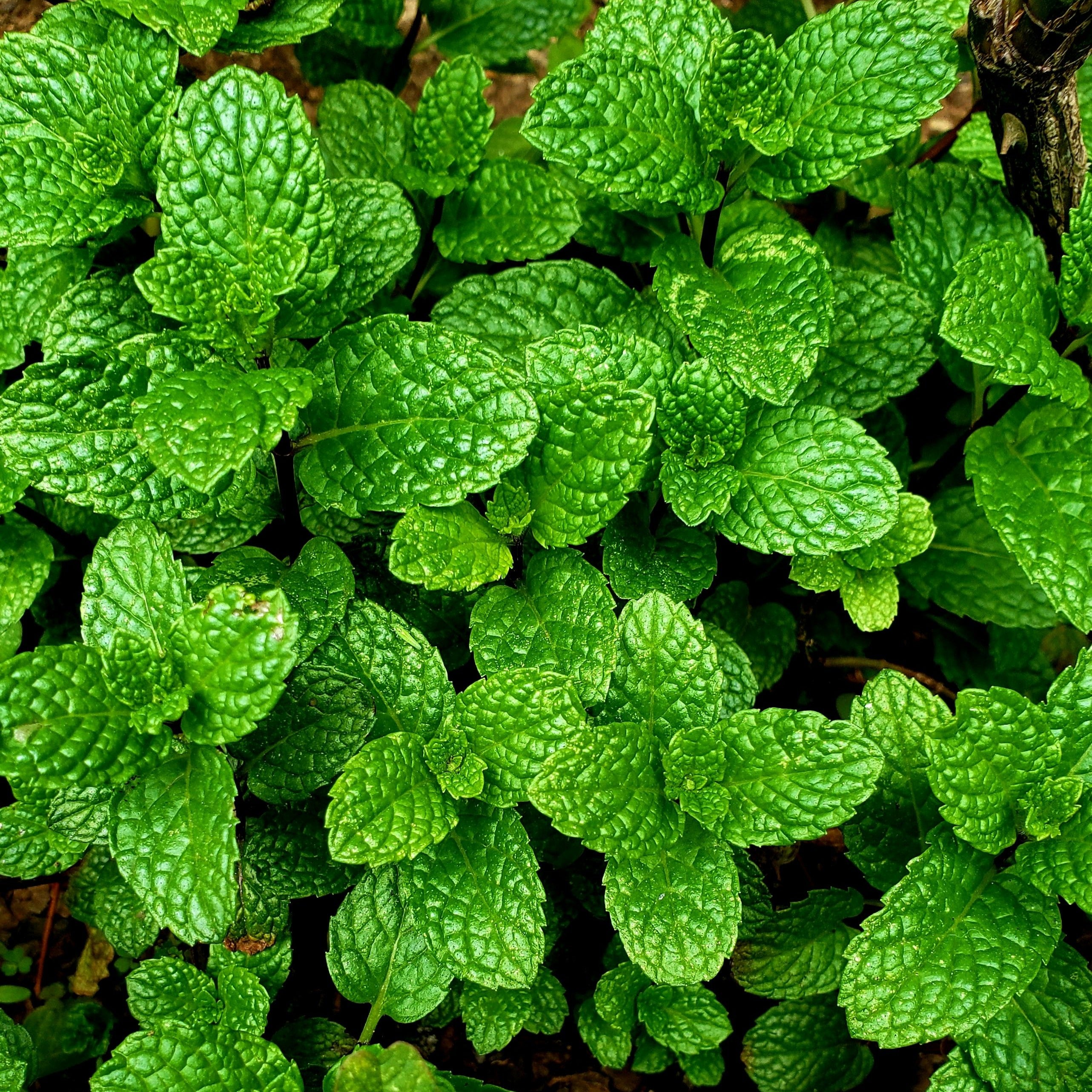 Close-up of a cluster of green mint leaves
