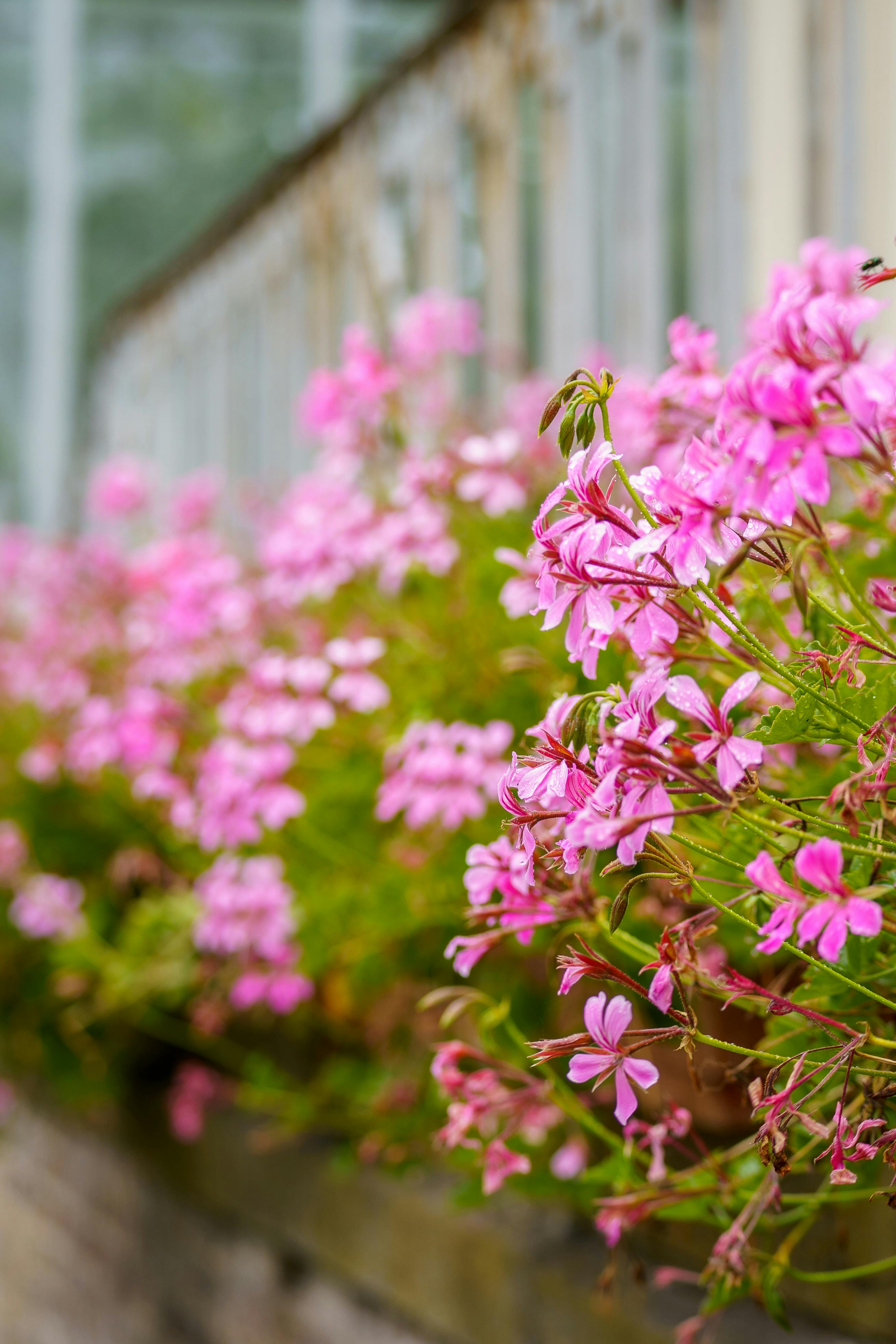 Pink flowers in a garden with a blurred background