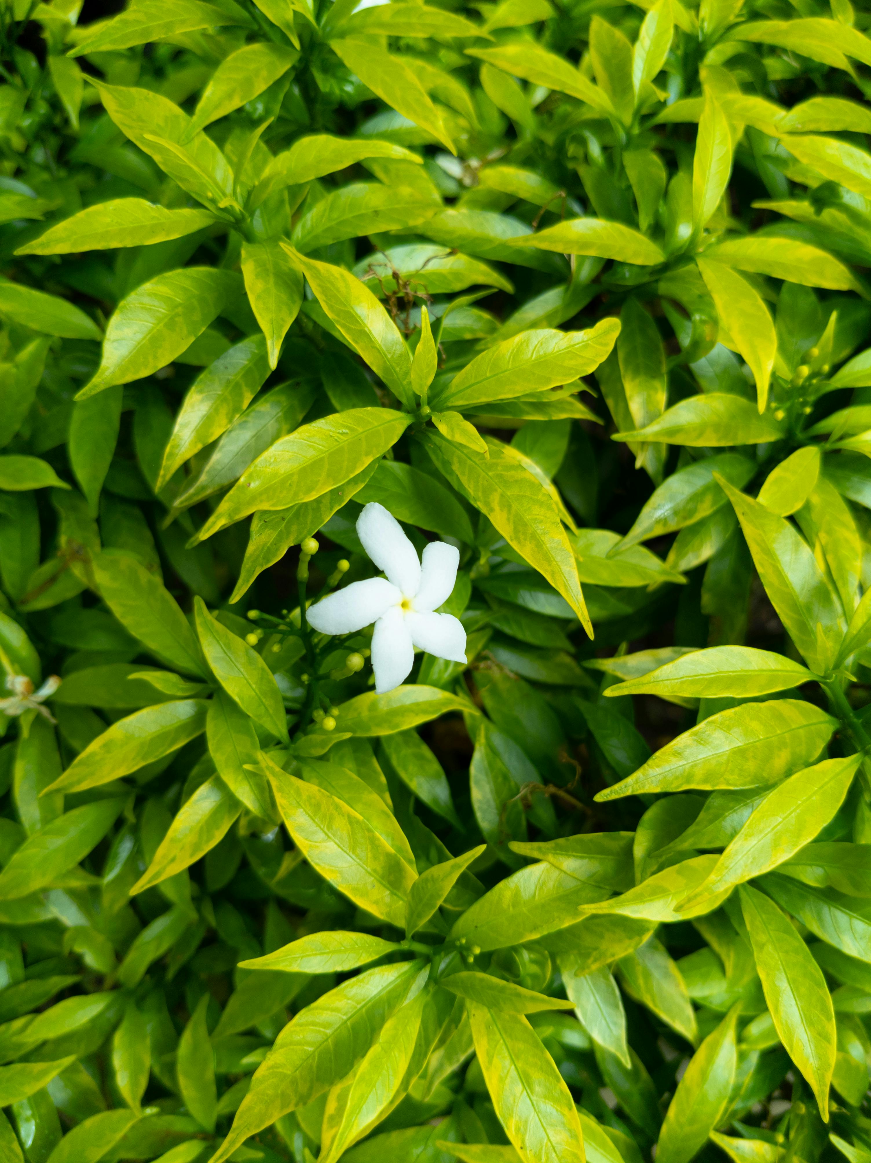 Jasmine